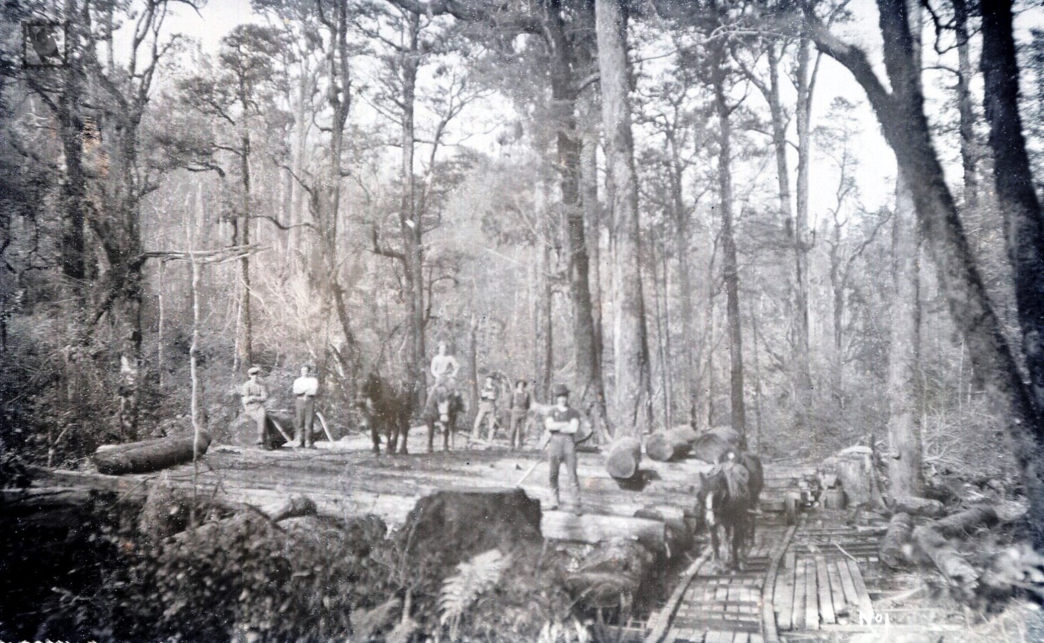 Havelock Timber Workers