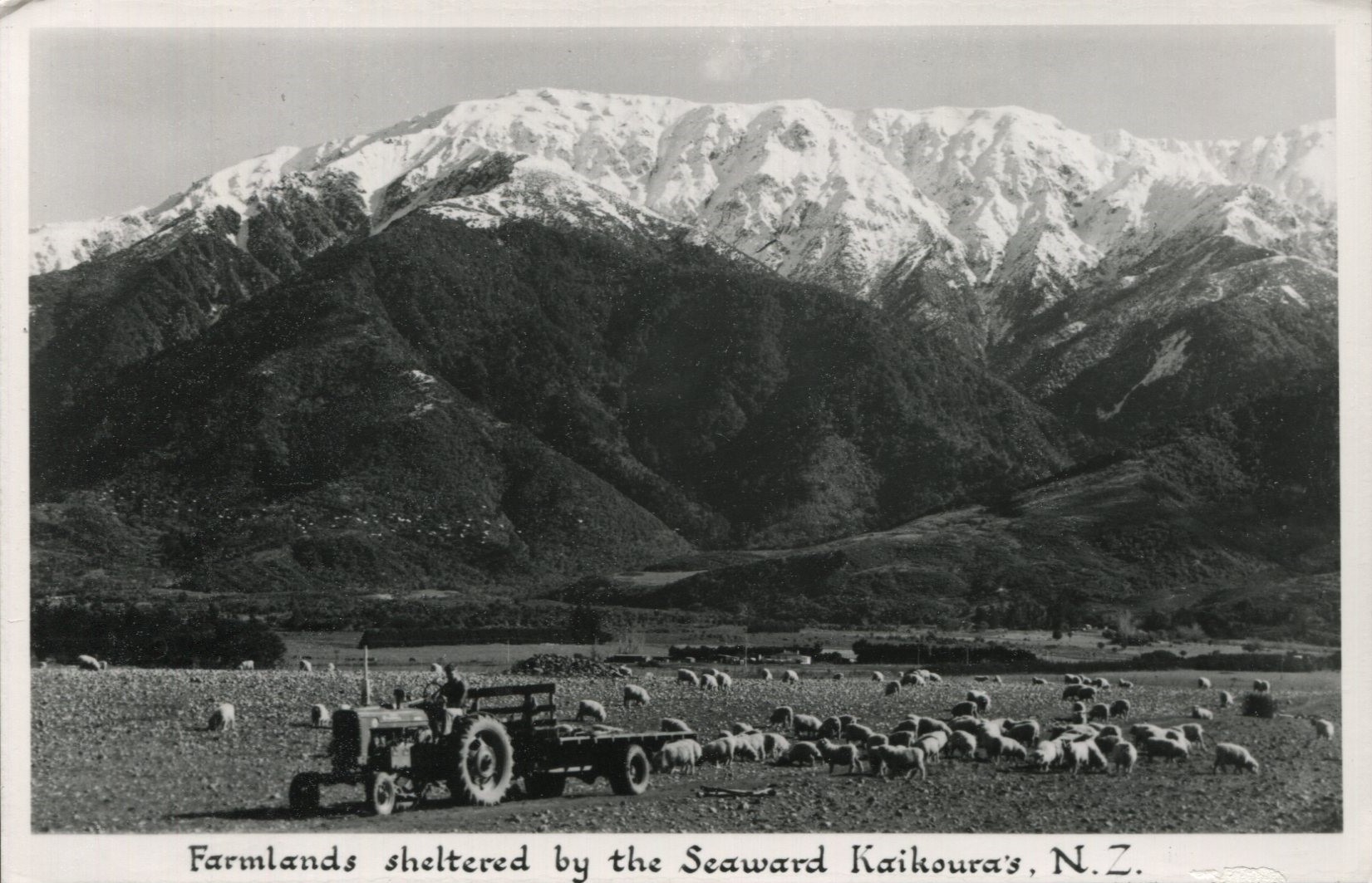 Kaikoura - Farmlands